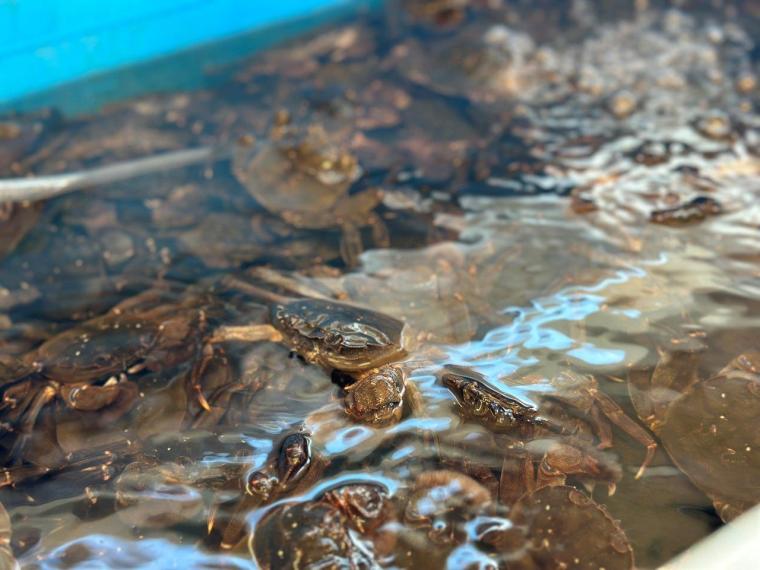 四万十川の天然アユを四万十市「鮎市場」で食べ尽くす！！