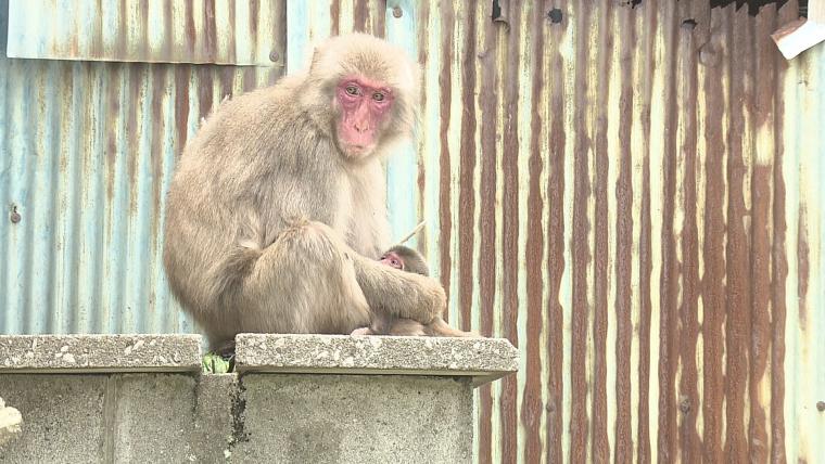 高崎山で 2025 年最初の赤ちゃんザル 万博にちなんだ名前に