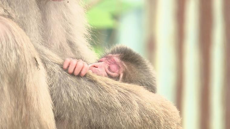 高崎山で 2025 年最初の赤ちゃんザル 万博にちなんだ名前に