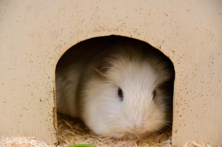 こもれび森のイバライド