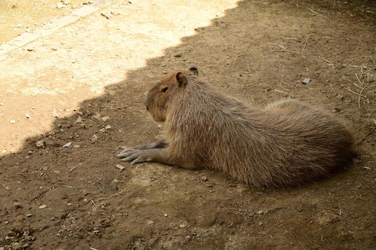 こもれび森のイバライド