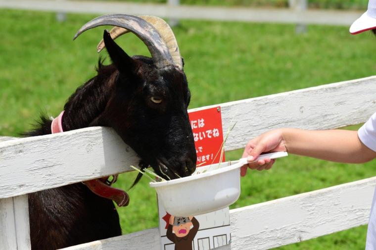 こもれび森のイバライド