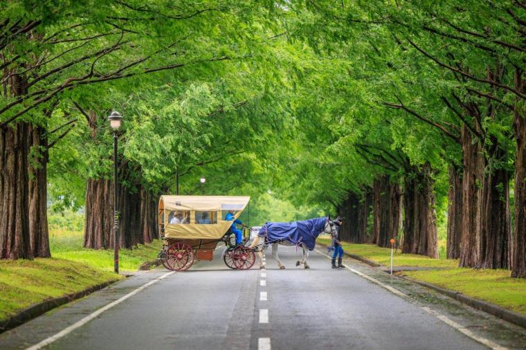 メタセコイアと馬の森