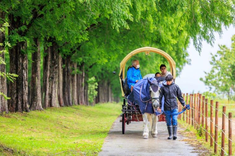 メタセコイアと馬の森