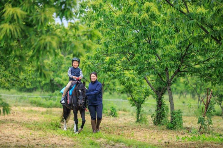 メタセコイアと馬の森