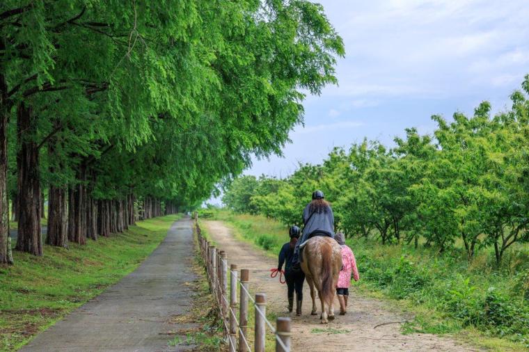 メタセコイアと馬の森