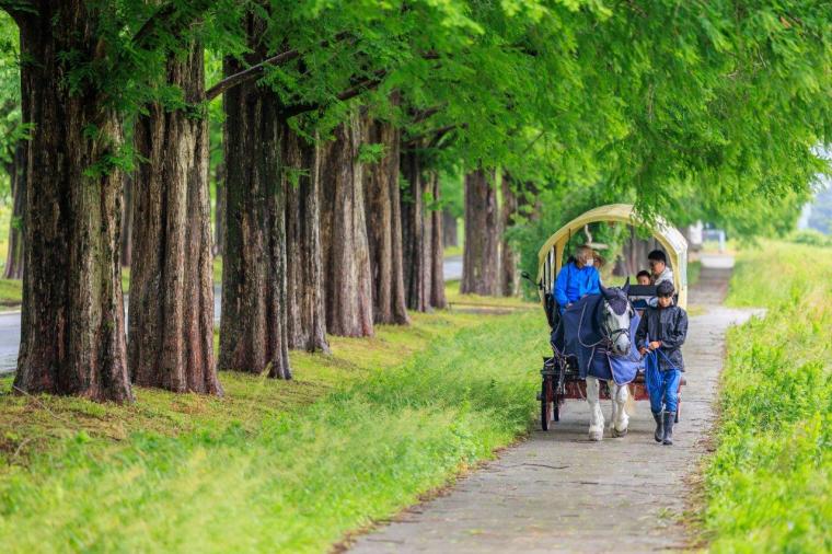 メタセコイアと馬の森