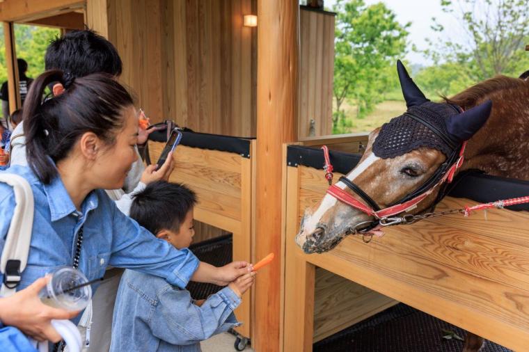 メタセコイアと馬の森