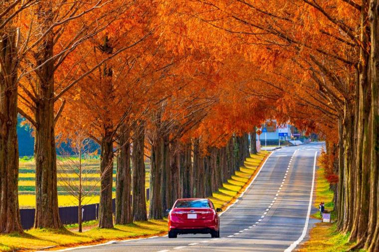 メタセコイアと馬の森