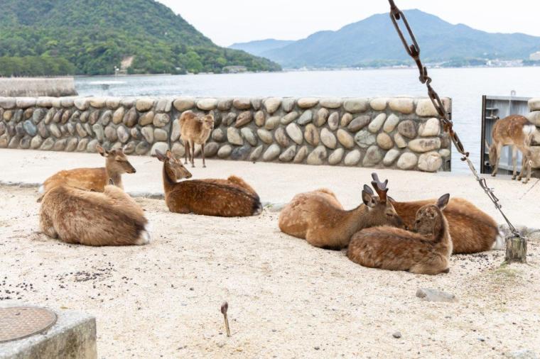 SNS 映えが狙える！押さえておきたい宮島観光スポット＆食べ歩きグルメモデルコース