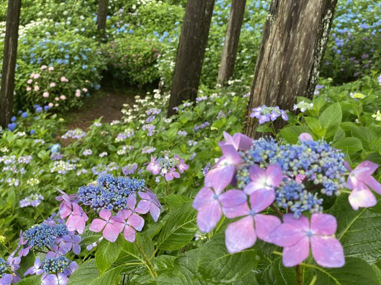 「三島スカイウォーク」あじさい祭の様子