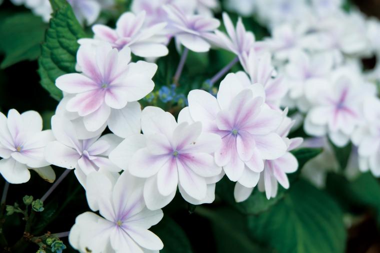 「三島スカイウォーク」夏空