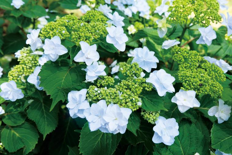 「三島スカイウォーク」覇王