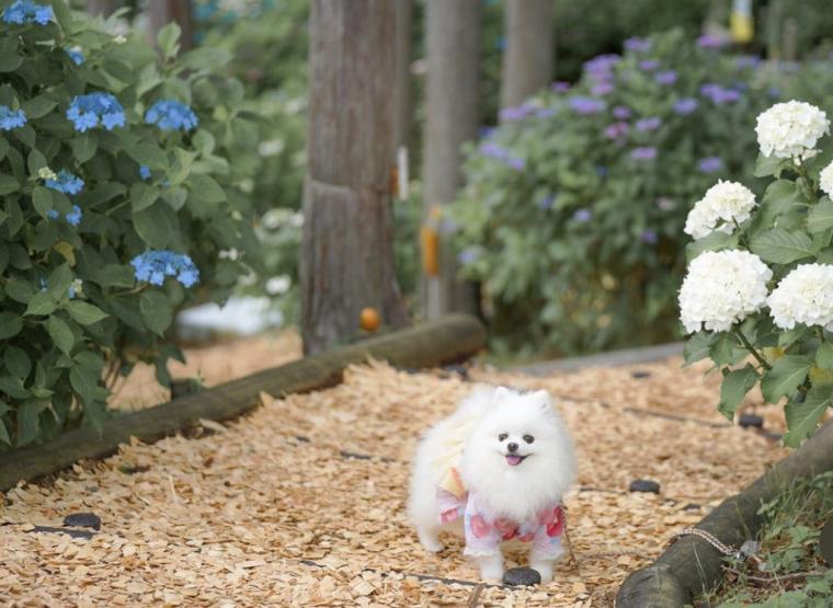 「三島スカイウォーク」散策路