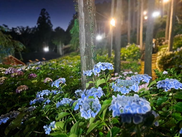 「三島スカイウォーク」あじさいライトアップ