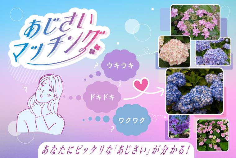 「三島スカイウォーク」あじさいマッチング