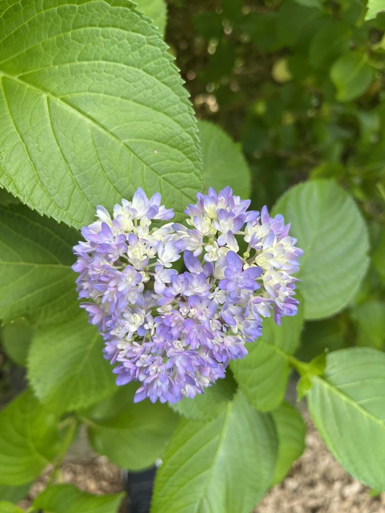 「三島スカイウォーク」ハート型のあじさい