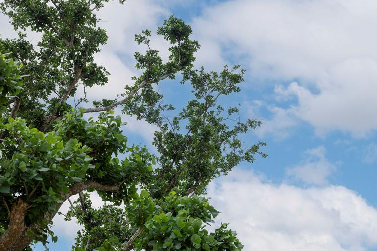 ジャングリア沖縄