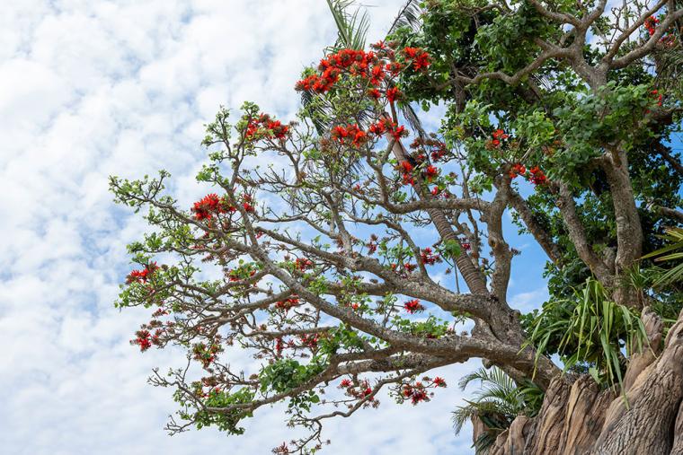 ジャングリア沖縄