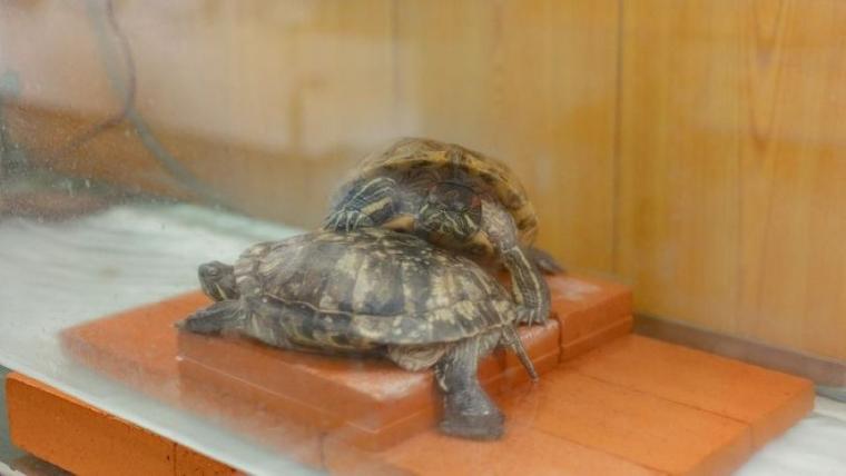 【無料】子連れおすすめポイント 3 選も！「地味？」なんてとんでもない！アクセス良好で自然も満喫の充実スポットを獣医師ママライターが解説｜北海道・札幌市「豊平川さけ科学館」