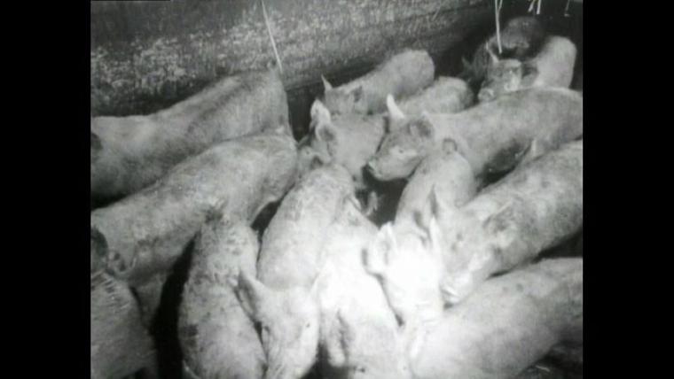 豚肉＆洋がらしでおなじみ“室蘭やきとり”の定説が覆る？とことん調べてみると…