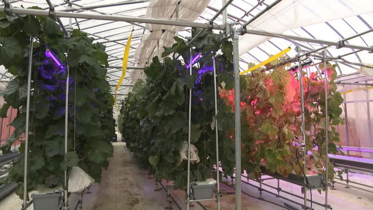 紺青の日本海を見わたす絶景カフェ【今日もかえりたい。】朝日町ヒスイ海岸で味わう完熟メロンの贅沢スイーツ