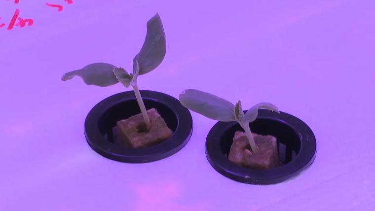 紺青の日本海を見わたす絶景カフェ【今日もかえりたい。】朝日町ヒスイ海岸で味わう完熟メロンの贅沢スイーツ