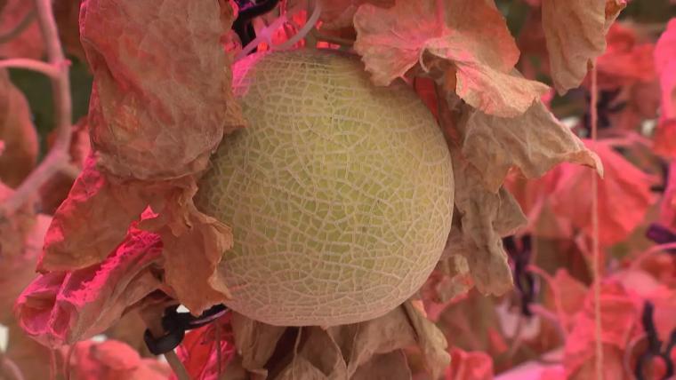 紺青の日本海を見わたす絶景カフェ【今日もかえりたい。】朝日町ヒスイ海岸で味わう完熟メロンの贅沢スイーツ