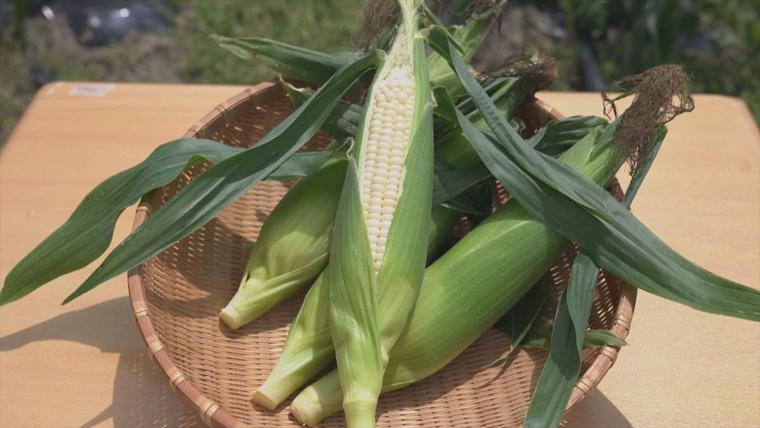 【沖縄】暑い季節にぴったり！初夏の「旬モノグルメ」