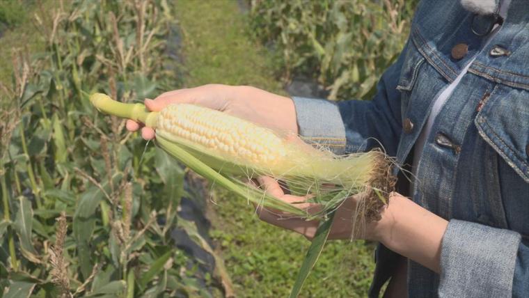 【沖縄】暑い季節にぴったり！初夏の「旬モノグルメ」