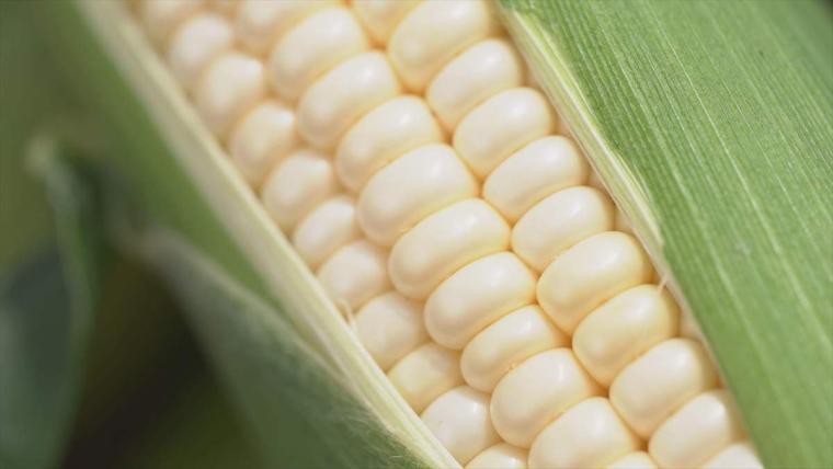 【沖縄】暑い季節にぴったり！初夏の「旬モノグルメ」