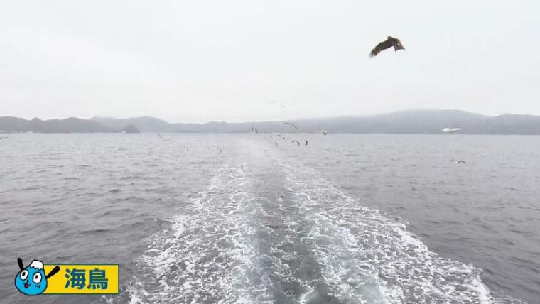 【沼津港遊覧クルーズ】カモメと戯れる30分の船旅 富士山絶景と「さば焼きおにぎり」