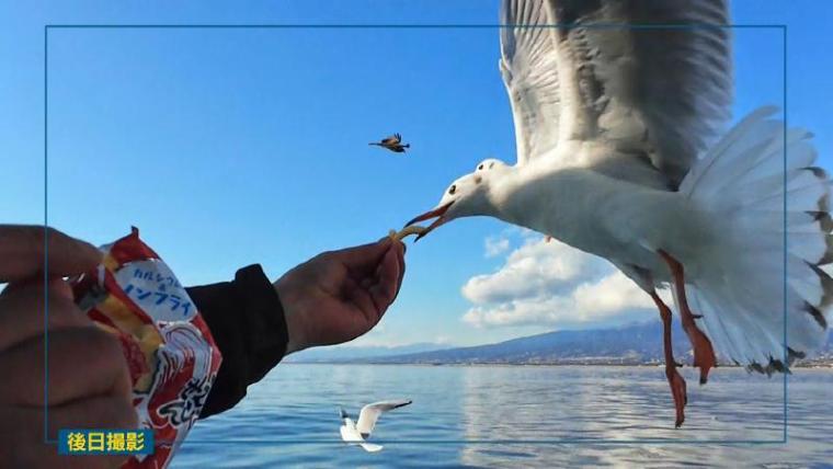 【沼津港遊覧クルーズ】カモメと戯れる30分の船旅 富士山絶景と「さば焼きおにぎり」
