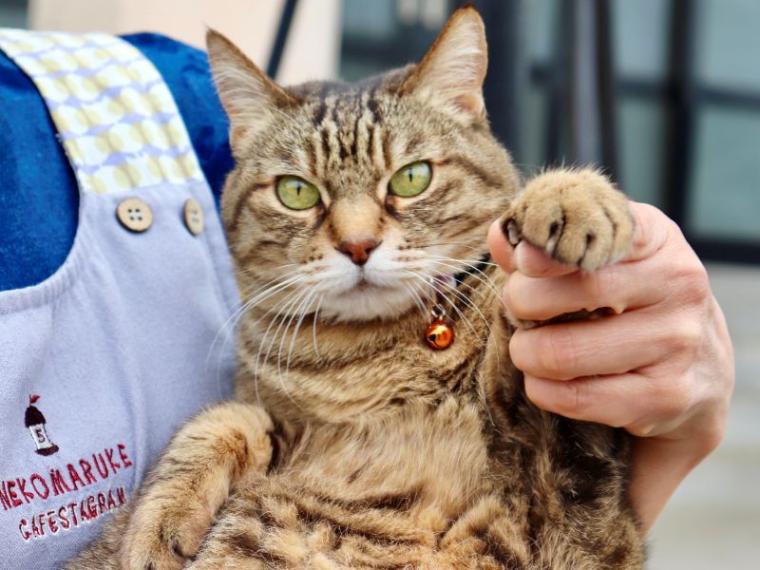 【静岡県島田市・康泰寺】幸せ運ぶ“ネコ副住職” 心も体も癒やすお地蔵様にたくさん会える寺