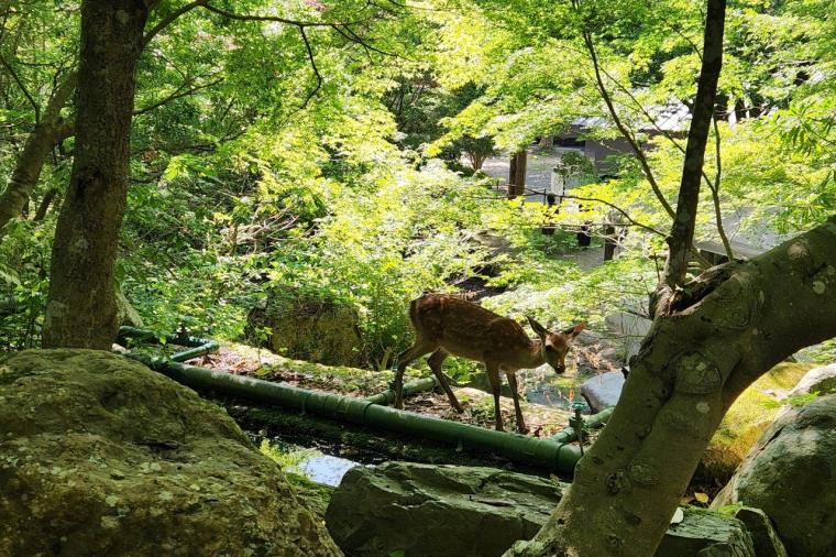 ASOBIYUKU 京都るり渓温泉