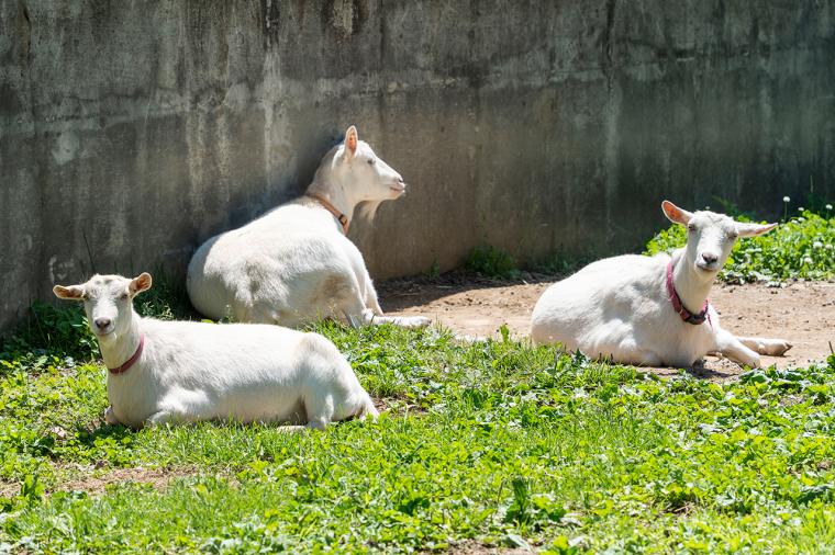 八ヶ岳 ホテル風か