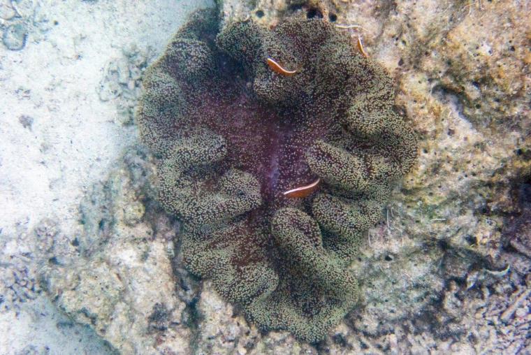 イルカと過ごす休日「ルネッサンス リゾート オキナワ」でかなえる欲張りステイ