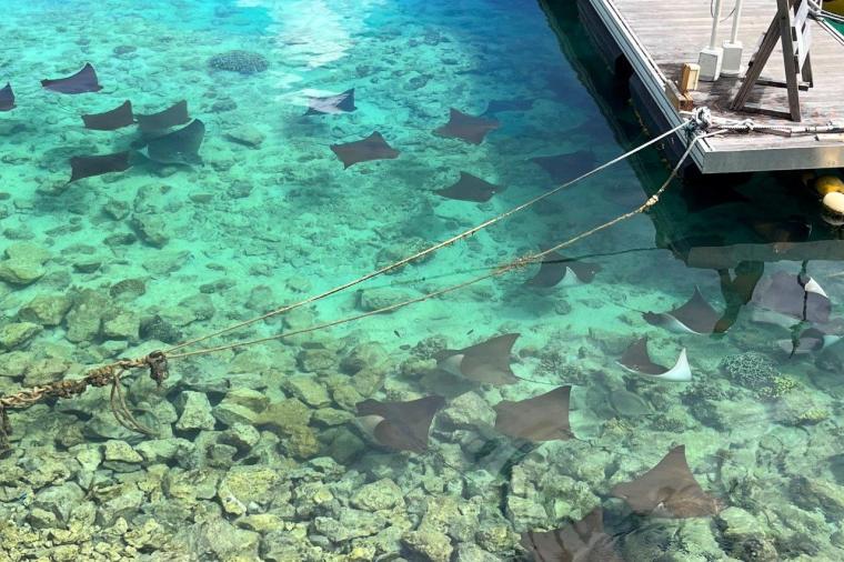 イルカと過ごす休日「ルネッサンス リゾート オキナワ」でかなえる欲張りステイ