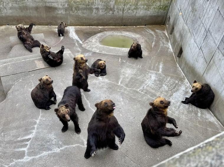 「中に人が入ってる…？」1000 円で芸達者な熊たちに出会える寄り道スポット／壮瞥町・昭和新山熊牧場