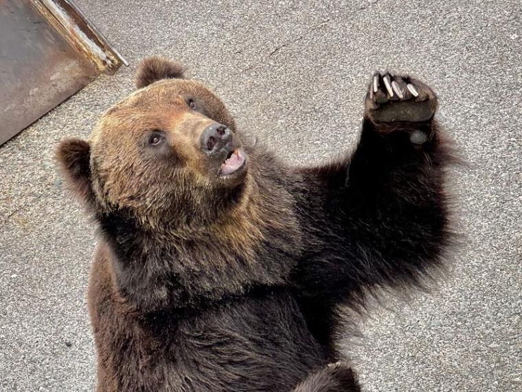 「中に人が入ってる…？」1000 円で芸達者な熊たちに出会える寄り道スポット／壮瞥町・昭和新山熊牧場