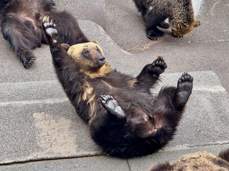 「中に人が入ってる…？」1000 円で芸達者な熊たちに出会える寄り道スポット／壮瞥町・昭和新山熊牧場