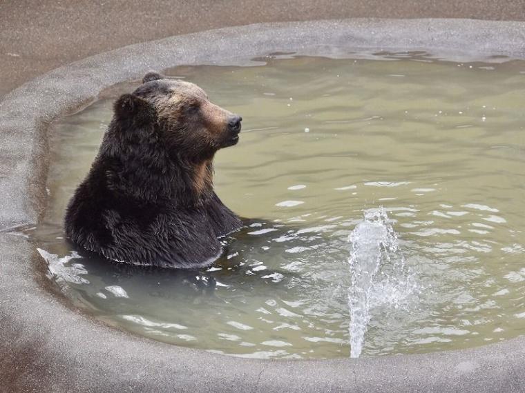 「中に人が入ってる…？」1000 円で芸達者な熊たちに出会える寄り道スポット／壮瞥町・昭和新山熊牧場