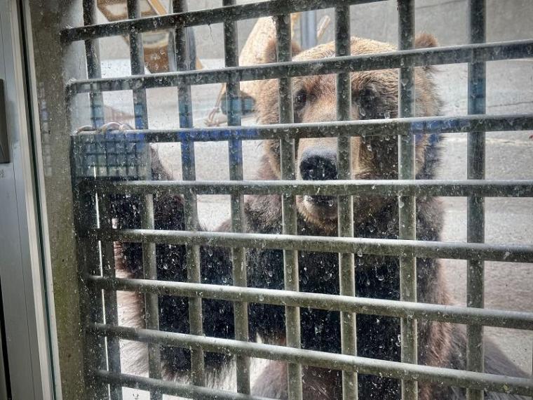 「中に人が入ってる…？」1000 円で芸達者な熊たちに出会える寄り道スポット／壮瞥町・昭和新山熊牧場