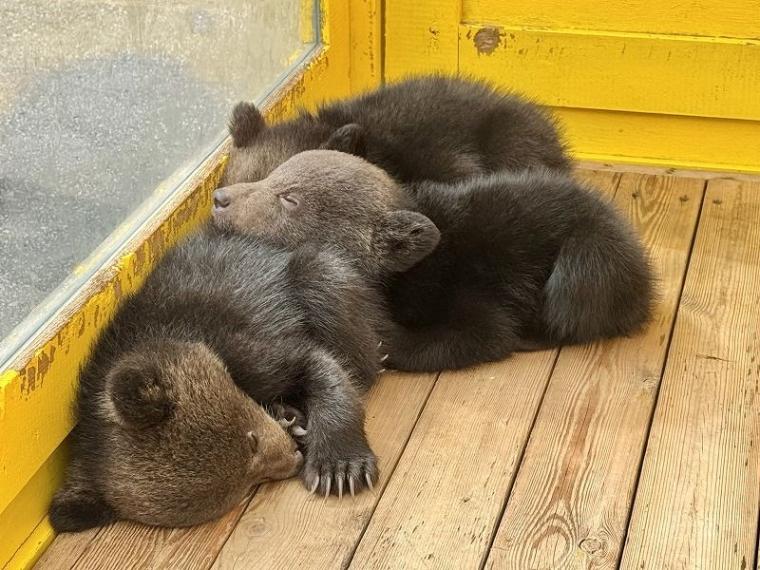 「中に人が入ってる…？」1000 円で芸達者な熊たちに出会える寄り道スポット／壮瞥町・昭和新山熊牧場