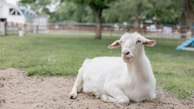 駐車場も入園料も無料で体験メニューは 30 種超！“幸せそう”な動物たちと触れ合える札幌のスポットを獣医師ママライターが解説｜サッポロさとらんど