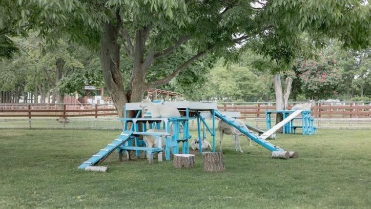 駐車場も入園料も無料で体験メニューは 30 種超！“幸せそう”な動物たちと触れ合える札幌のスポットを獣医師ママライターが解説｜サッポロさとらんど