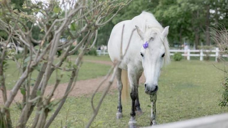 駐車場も入園料も無料で体験メニューは 30 種超！“幸せそう”な動物たちと触れ合える札幌のスポットを獣医師ママライターが解説｜サッポロさとらんど