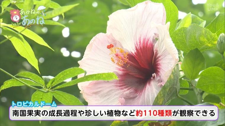 雨の日も満喫！南国気分のお出かけスポット（宮崎県 日南市）