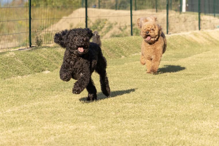 「Sunset Dog Village 淡路島」イメージ