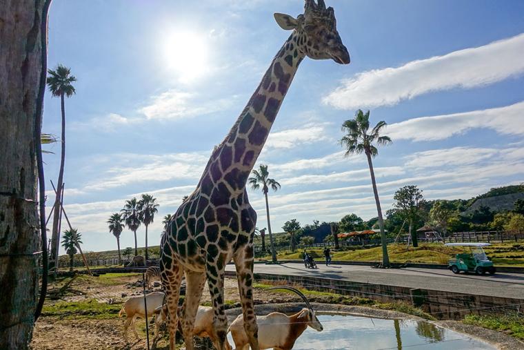 アドベンチャーワールド